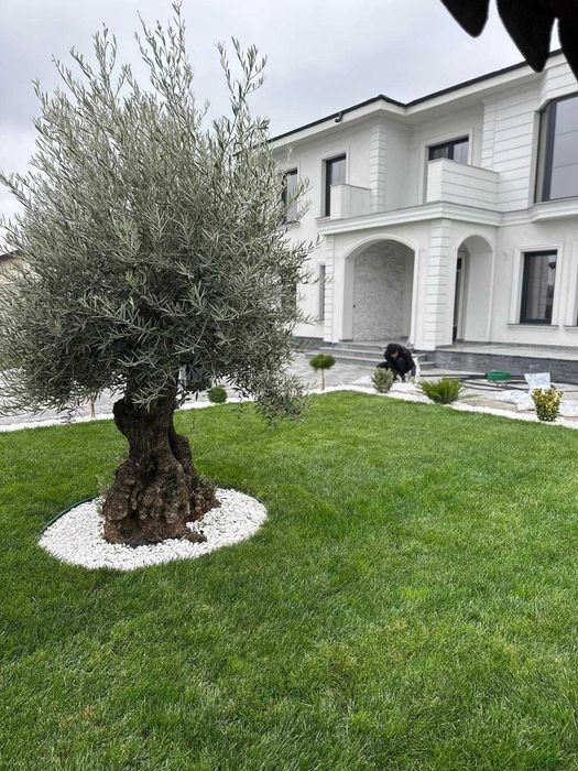 Amenajari gradini cu sistem de stropire automat, gazon, arbori, flori