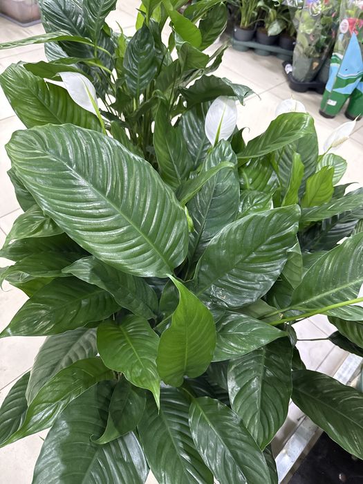 Комнатные растения для офиса и дома