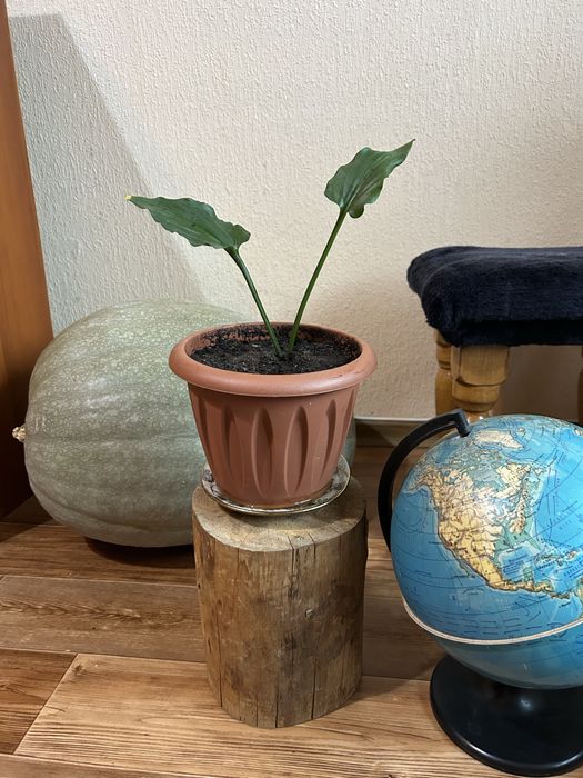 Продам спатифиллум(женское счастье)