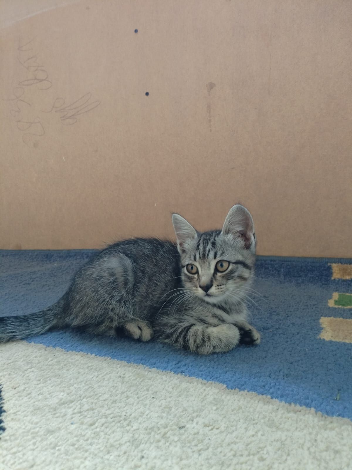 Котята !!! Отдам доброму человеку, любящему животных.