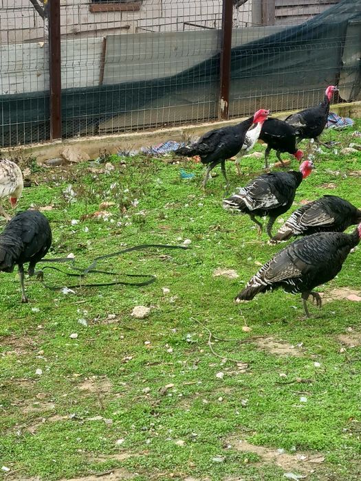 Vând curci și curcani