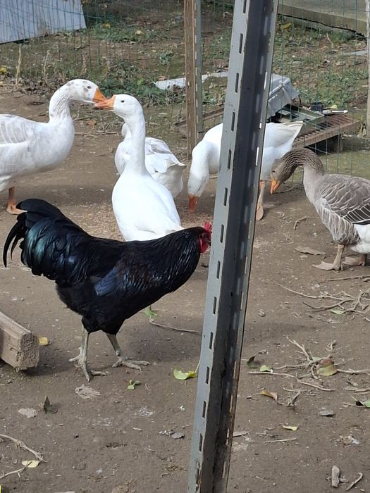 Нисан п12 1.9дци 120к.с.-части