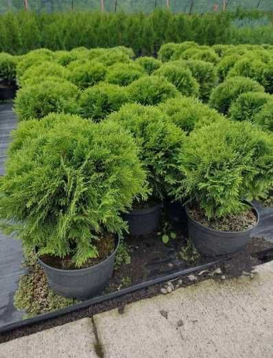 Plante Decorative