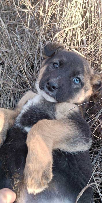 Щенок ищет дом и любящих хозяев