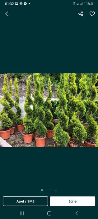 Lelandy spirale pon pon cedrus Danica palmieri bonsai magnolia