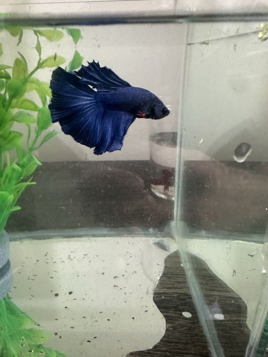 Pesti betta long tail / superb delta / crown tail