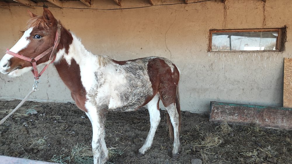 Продам кунан тай жылкы