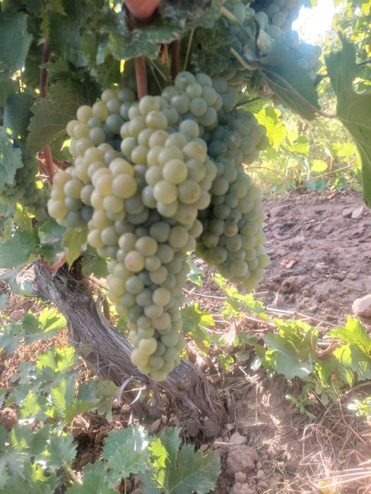 Vând struguri de vin