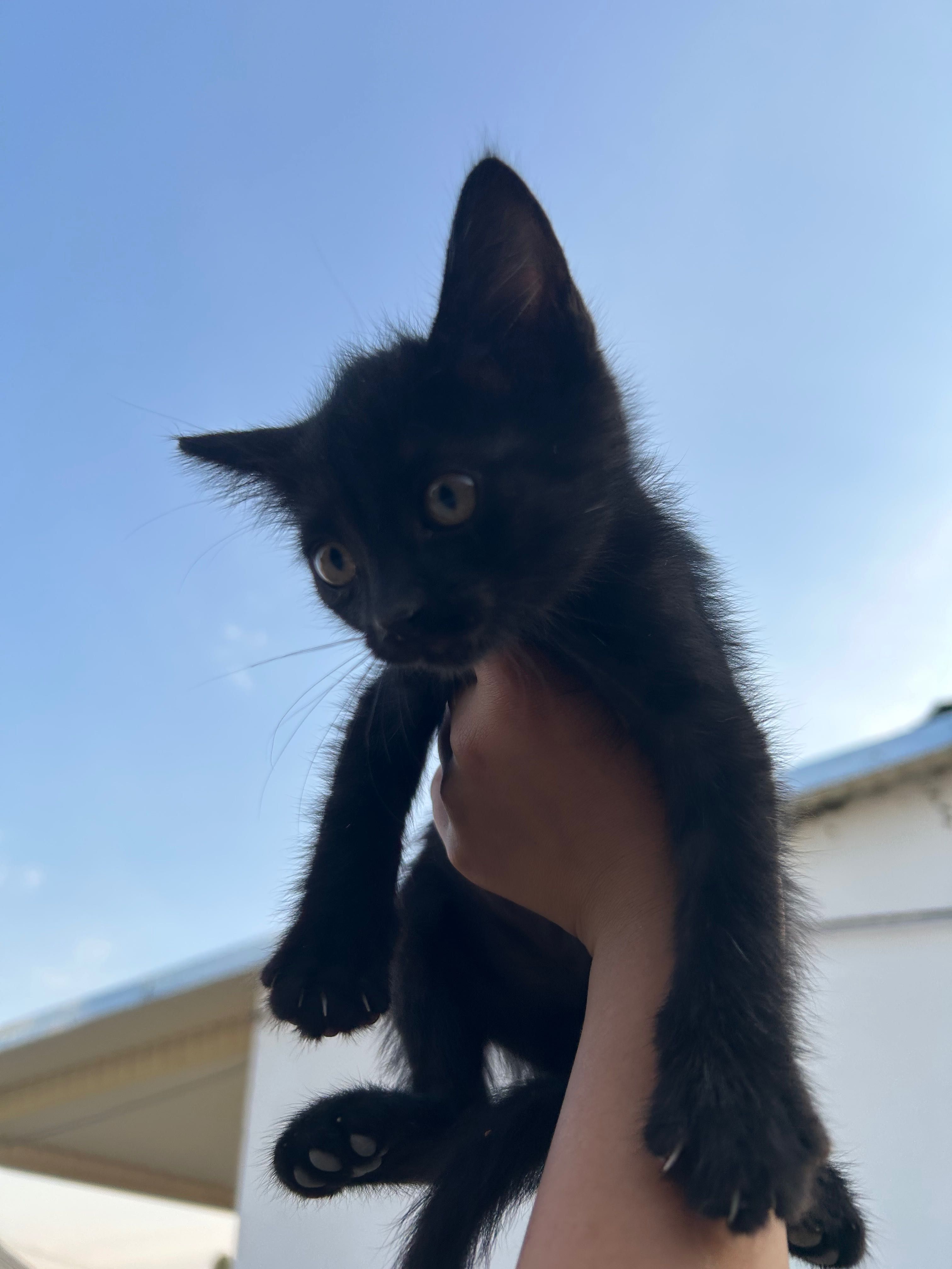 Котята к ответственным и добрым рукам!