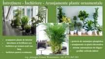 Plante ornamentale si aranjamente pt birouri,cabinete si sedii firma