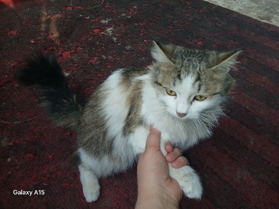 Zotdor mushuk Hadyaga