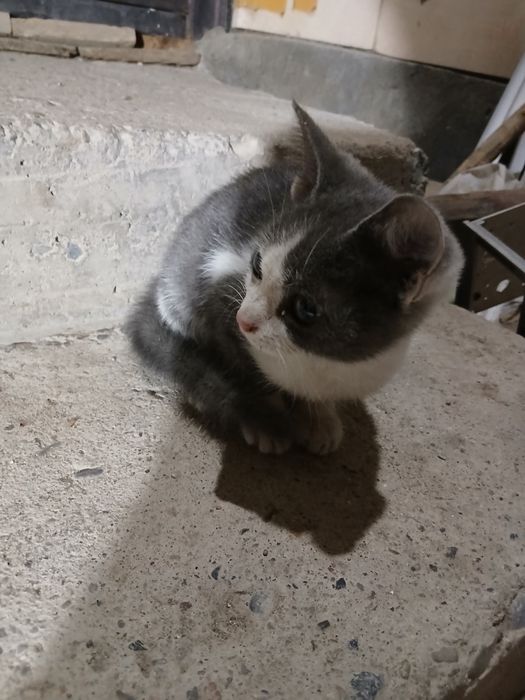 Котенок,3 месяца,все ест,ласковая,,ходит в лоток