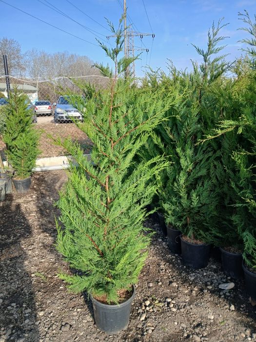 Amenajam gradini cu plante ornamentale