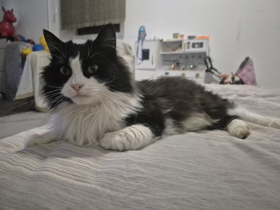 Подарявам женско пухкаво коте