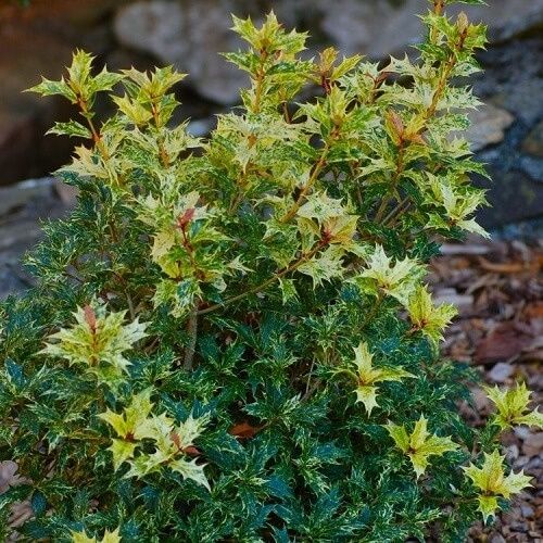 Османтус Триколор-(Osmanthus'Goshiki')