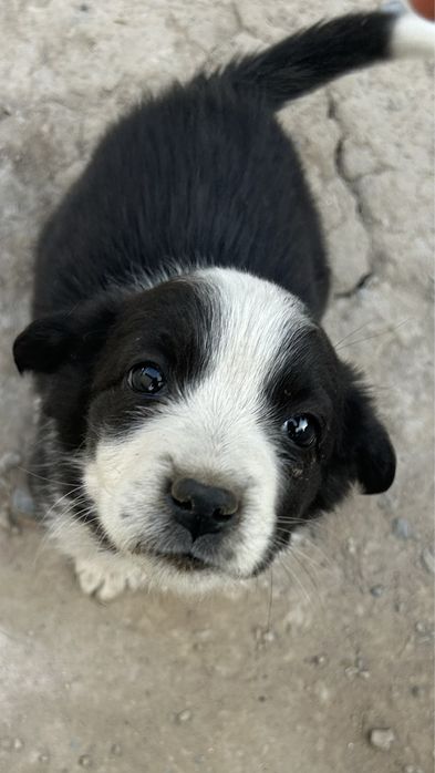 Отдам щенят в хорошие руки