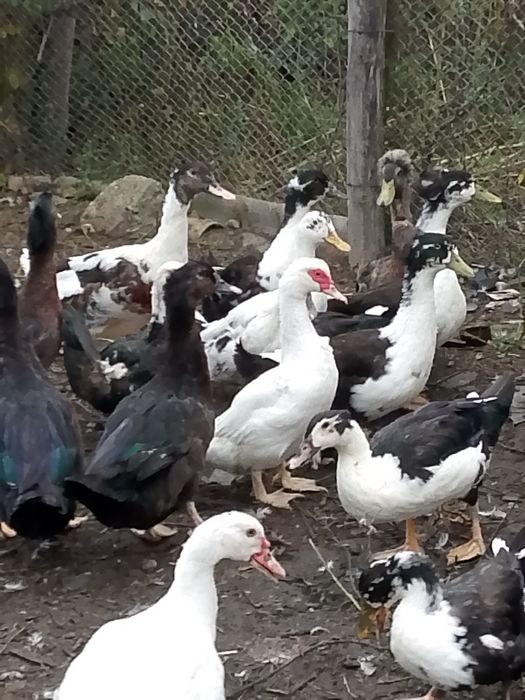 Rațe polare Rouen leșești și moțate pechin