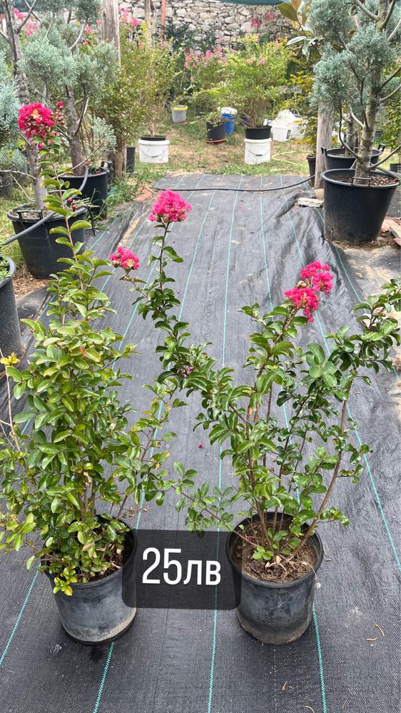 Индийски люляк (Lagerstroemia Indica)