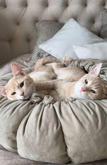 Красивые котики мальчики - Милки и Ванила