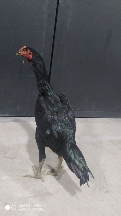 Дакан жужа хуроз