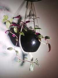 Tradescantia Zebrina planta curgătoare