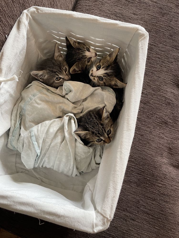 Подарявам малки котета
