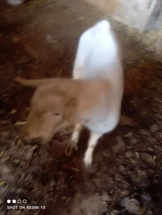 Срочно продам козёл 8 месяцев