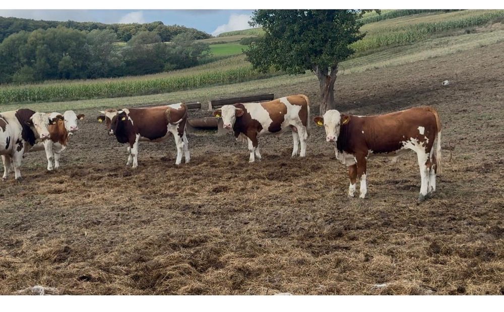 Vaci, juninci, viței