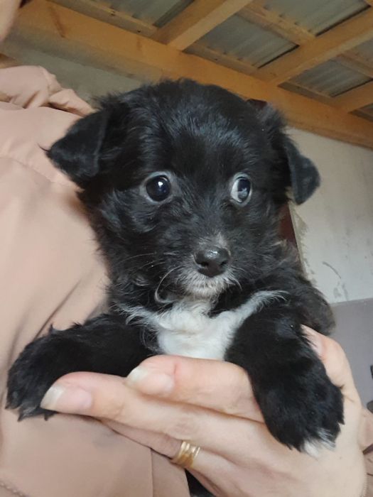 Cățeluși își cauta o casă nouă de sase saptămâni