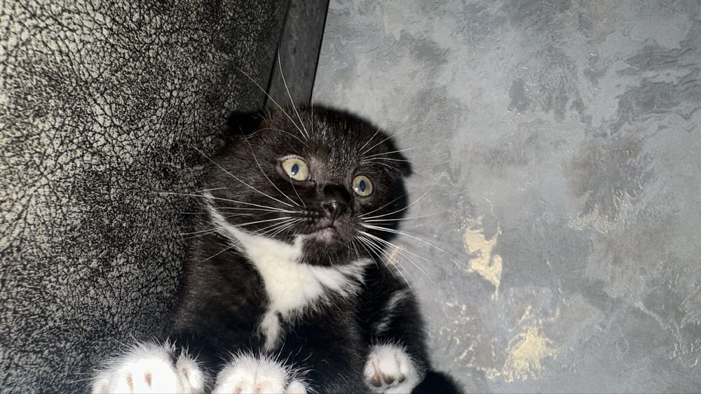 Skotish fold mushuk qiz bola 2 oylik