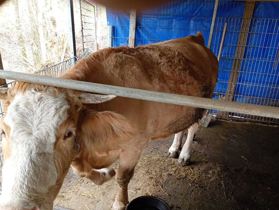 Vind vaca baltata romanesca