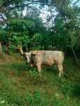 Vând taur albastru belgian, 1 an și 2 luni