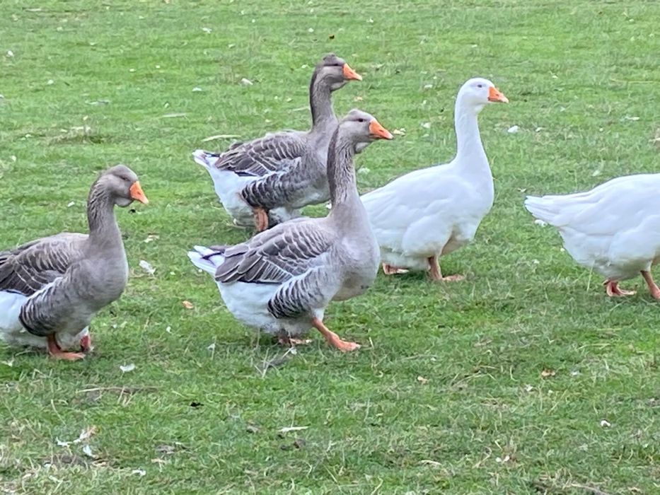 Gâște Toulouse/Emden