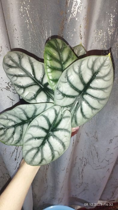 Продается Шикарая Алоказия Серебристый дракон