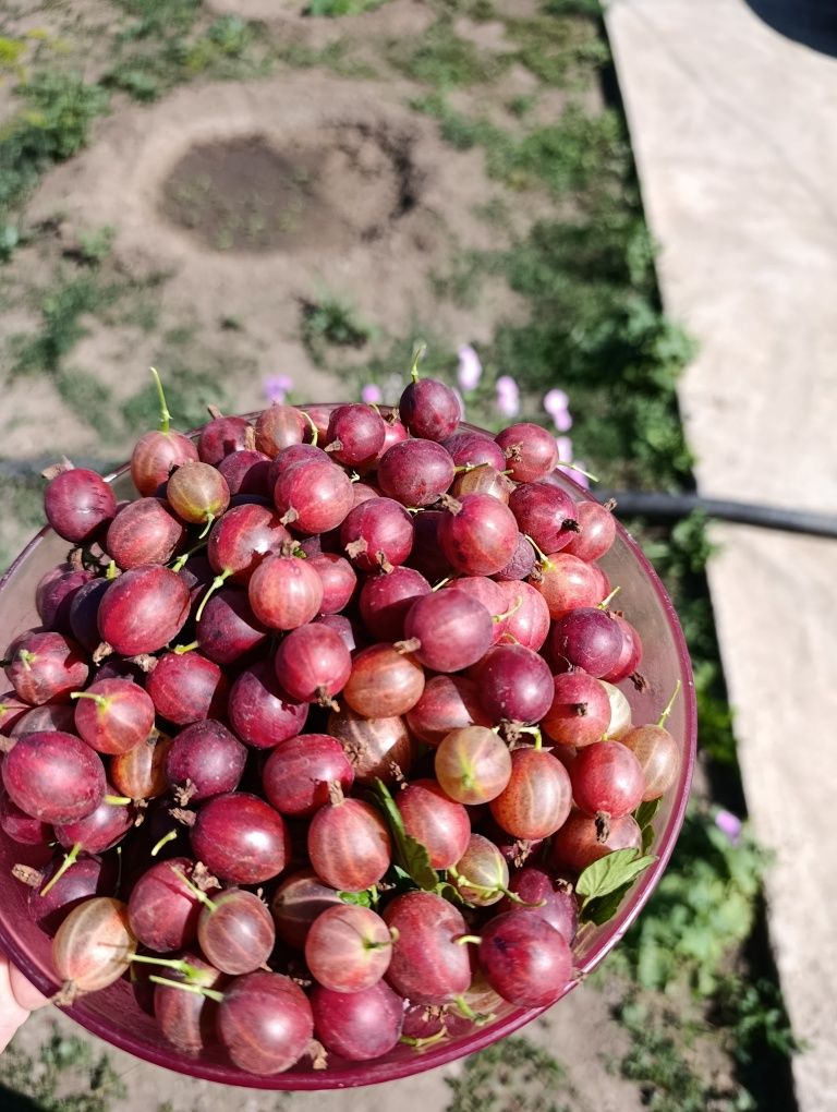 Продам вишню, крыжовник