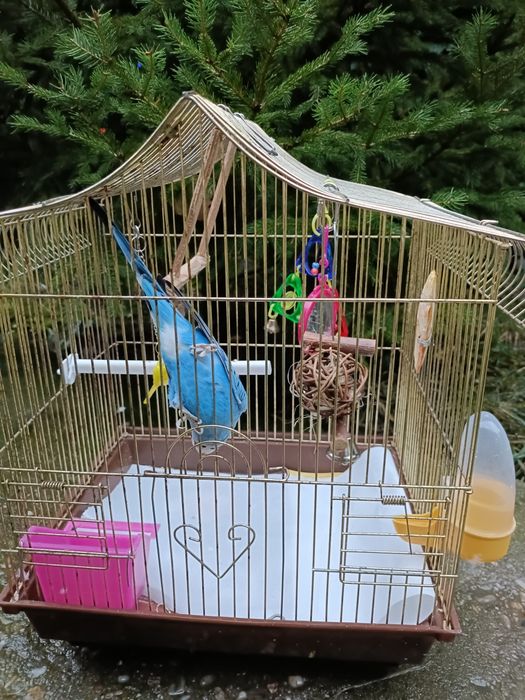 Vând  Colivie +Peruși.