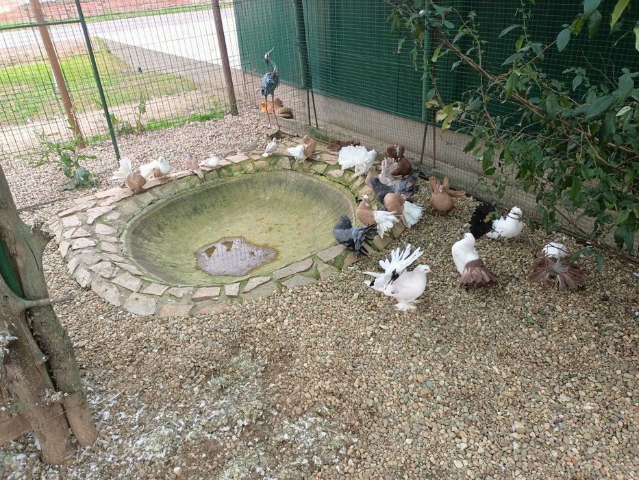 Vând porumbei voltati