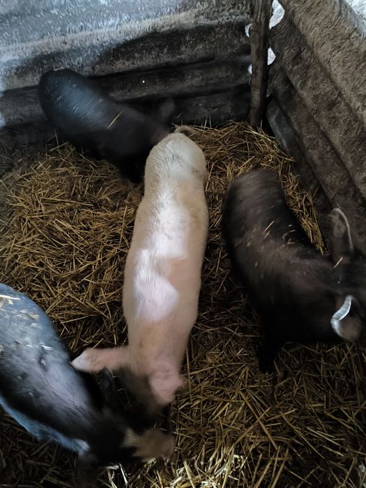 Продавам малки прасенца