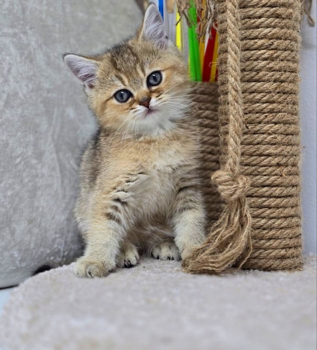 Кошечка британская