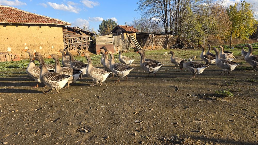 Млади Сиви Гъски