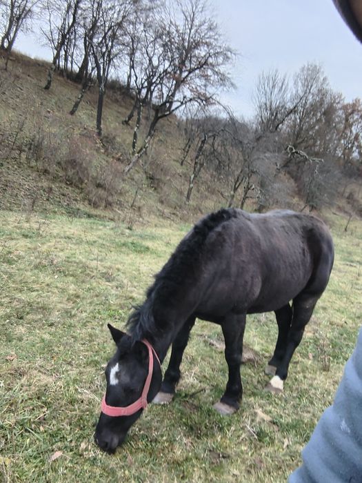 Vând mânză de 3 ani învățată la caruta