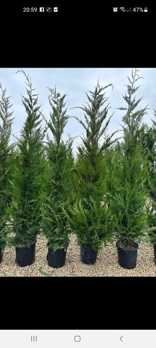 Vând plante ornamentale