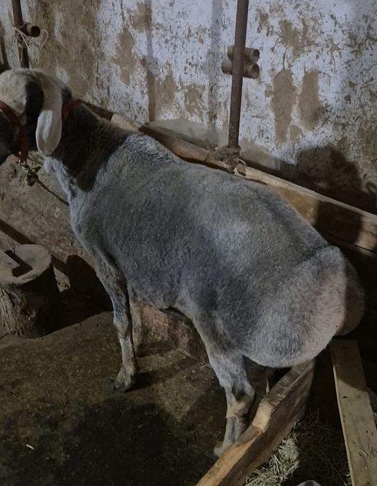 Продам барана кошкар