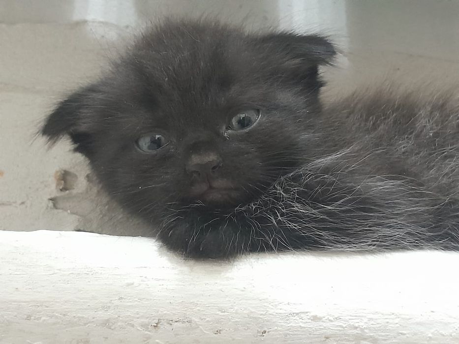 Шотландский вислоухий, мальчик