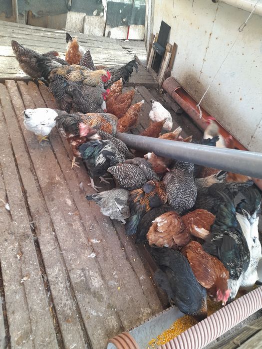 Продавам петлета на 8 месеца