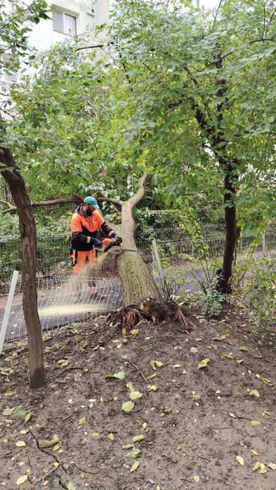 Toaletare/Fasonare/Tăieri Arbori/Alpinism Utilitar/Defrișări/Rapid.