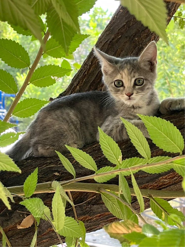 Милые котята ищет дом!