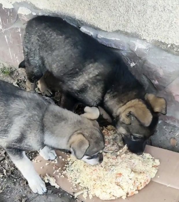 Щенок с доставкой в надёжные руки