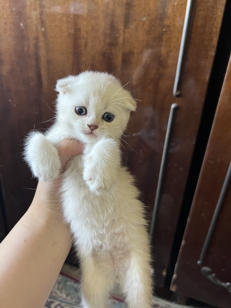 shinshilla mushukchala 150$