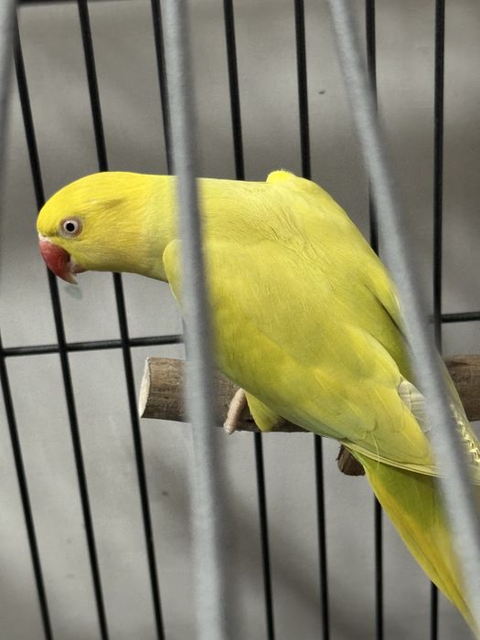 Pereche superbă micul alexandru